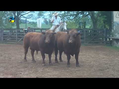 REMATE CERROS DE SAN JUAN Y ESTANCIA SANTANDER MARTES 8 DE OCTUBRE DE 2024 RURAL DE TACUAREMBÓ