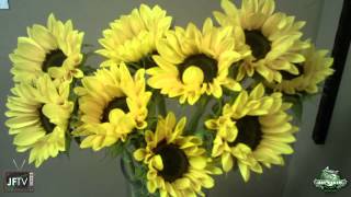JFTV Presents: The Vincent Sunflower Timelapse