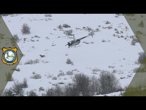 Upper Shoshone Deer Captures