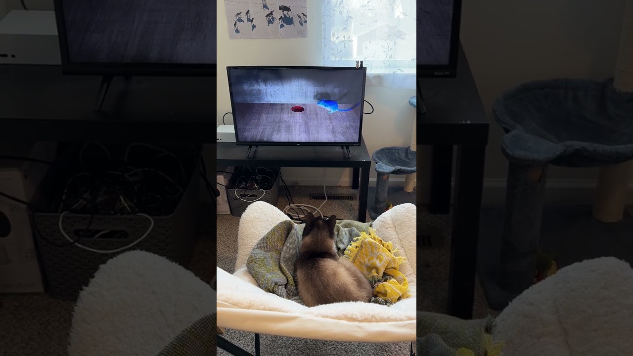 Enlarge Weasel, a Adoptable Domestic Short Hair in Columbia, MO video 6/6