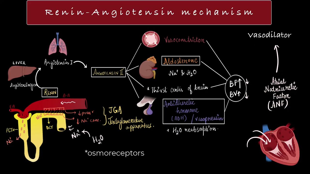 Video thumbnail for Regulation of kidney function (PK)