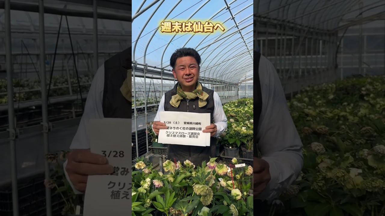 今週末は仙台でイベントやります！  #クリスマスローズ #チカラコブ #横山園芸