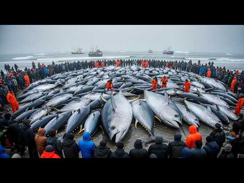 STOP Believing the Hype About Million-Dollar Arctic Giant Bluefin Tuna Fishing