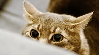Funny Stalking Cat Video Compilation 2014 [HD]