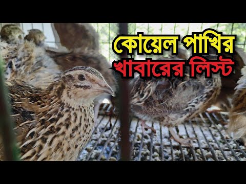 কোয়েল পাখির খাবার তালিকা | কোয়েল পাখির খাবারের দাম | কোয়েল পাখির খাবার তৈরি