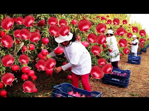 Awesome Agriculture Technology Pomegranate Cultivation - Harvest And Process Hundreds Of Tons