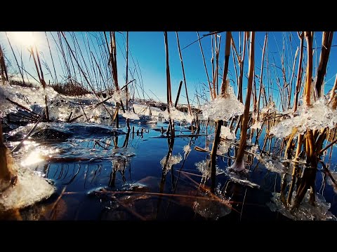 Vår på Hammarö Sydspets