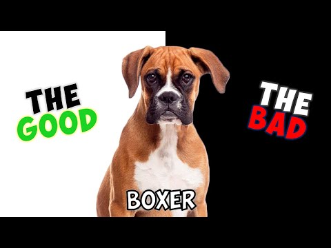 BOXER Dog - PROS & CONS