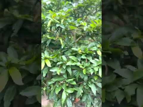 Chia sẽ những cây mai xù đẹp cho ae xem vui ạ . Ae đăng ký kênh để nhận thông báo xem cây mai vàng