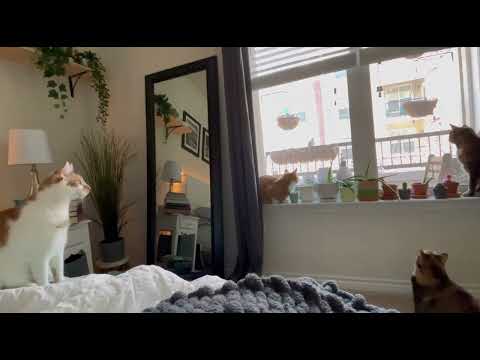 Mornings With The Birdie - Day 2 | CatManJohn