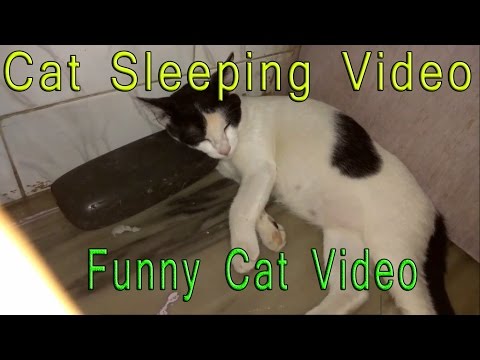 Cat Sleeping Video | Cute Cat Video | Cat Video for Kids Video