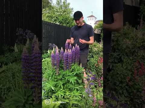 Den skønne lilla Lupin. #lupin  #bier #have