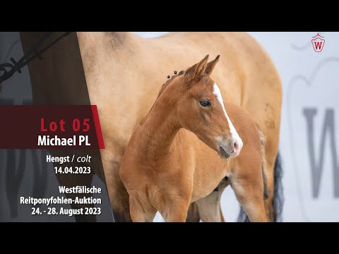 Reitponyfohlen-Auktion Lot  05 Michael PL Hengst v. Mr.Right - FS Champion de Luxe
