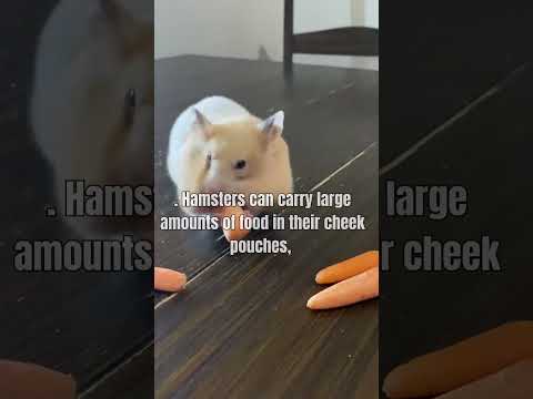 Cheeky Storage Experts: How Hamsters Hoard and Carry Food in Their Pouches.#Hamster Pouches