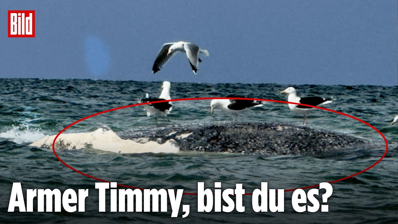 DÄNEMARK: Ist der tote Buckelwal vor Dänemark Timmy? LIVE bei BILD