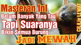Download lagu Masteran burung, Lebih Tajam dan speed lebih rapat Dari burung Cililin mp3