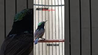 Download lagu Konin gacor masteran Belalang emas #koningacor #kolibrininja #kicaumania #burung mp3
