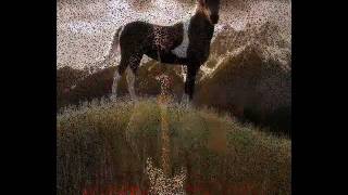 PETER GREEN - Proud Pinto