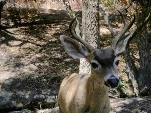 Wildlife Slideshow: The Faces of Fall