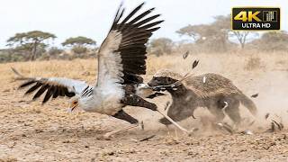 The Savage Kingdom: When the Predator Becomes Prey | African Wildlife Documentary