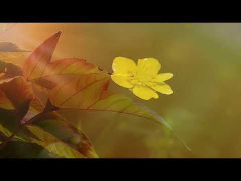 Puiu Chibici si Dorin Cazacu - Poarta cerurilor