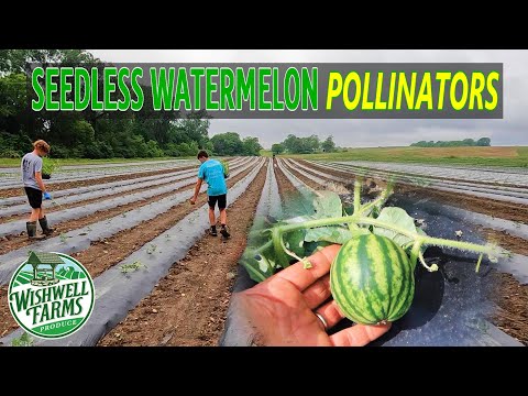 HOW WE PLANT SEEDLESS WATERMELON POLLINATORS