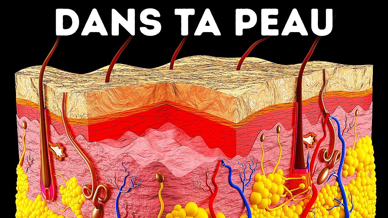 Un Voyage à Travers ta Peau