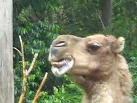 Das arrogant schmatzende Kamel