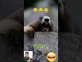 Kuddus A Kuddus Kuddus Re Kuddus Funny Viral Animal