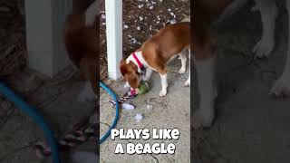 Video preview image #1 Beagle Puppy For Sale in Dunnellon, FL, USA