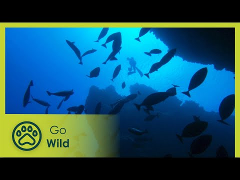 Exploring the Secrets of the Pacific Reef - Adventure Ocean Quest 5/5 | Go Wild