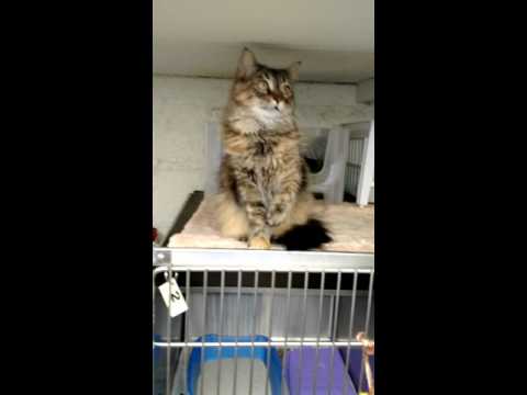 "Kitty Kisses from Mitzi"