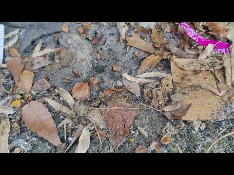 Citronella Ants Marching Throughout the...