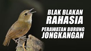 Download lagu TIPS PERAWATAN BURUNG JONGKANGAN ATAU CINGCOANG COKELAT mp3 Download lagu TIPS PERAWATAN BURUNG JONGKANGAN ATAU CINGCOANG COKELAT mp3