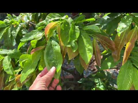 Cách bón phân, xịt thuốc đúng cho cây mai chậu chơi tết tạo nhiều nụ kim trong tháng 6 âm lịch.