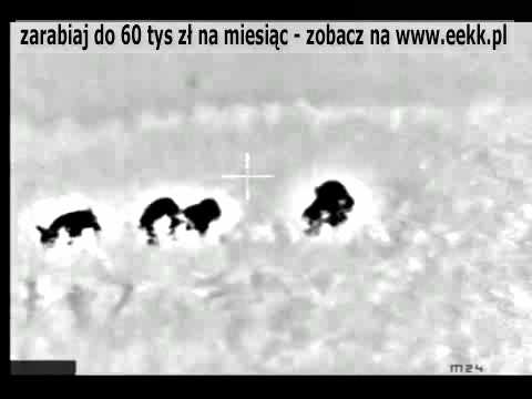 Wielki Dzik upolowany przez Snajpera.