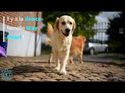 Tipaw | Les Goldens de la Frête | Elevage de Golden Retriever