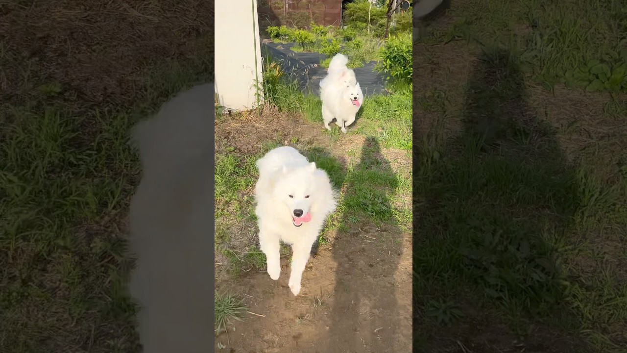 サモエド3兄弟たくさん走って幸せな日😍