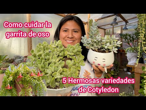 , title : '5 variedades de Cotyledon Mira que hermosas Garrita de Oso y más'