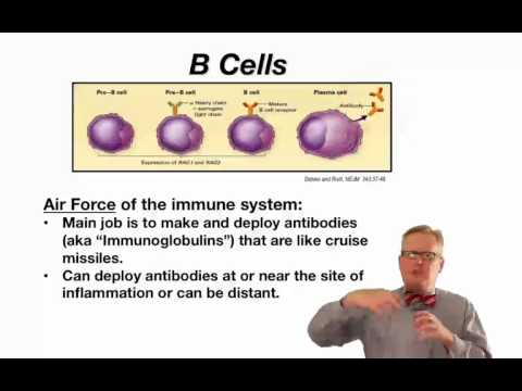 1. Introduction to the Human Immune System