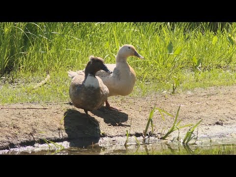 У Беларусі прайшла акцыя «Чысты вадаём» видео