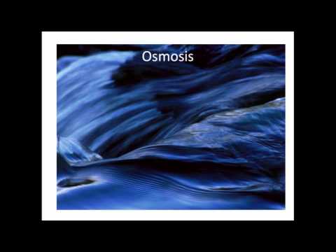 Cell membrane and Cell Transport C2 Video