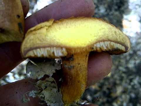 borsos tinóru, Chalciporus piperatus, peppery bolete, Pfeffer-Röhrling, le Bolet poivré