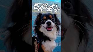 ビジュ最高すぎなお犬様の日常Vlog🐶#犬のいる暮らし #犬との暮らし #お犬様 #チワプー #Vlog