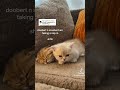 Doobert And Scoobert Sleeping Catshorts Catmeme Kitten Catphoto Catlover Kittten Funny