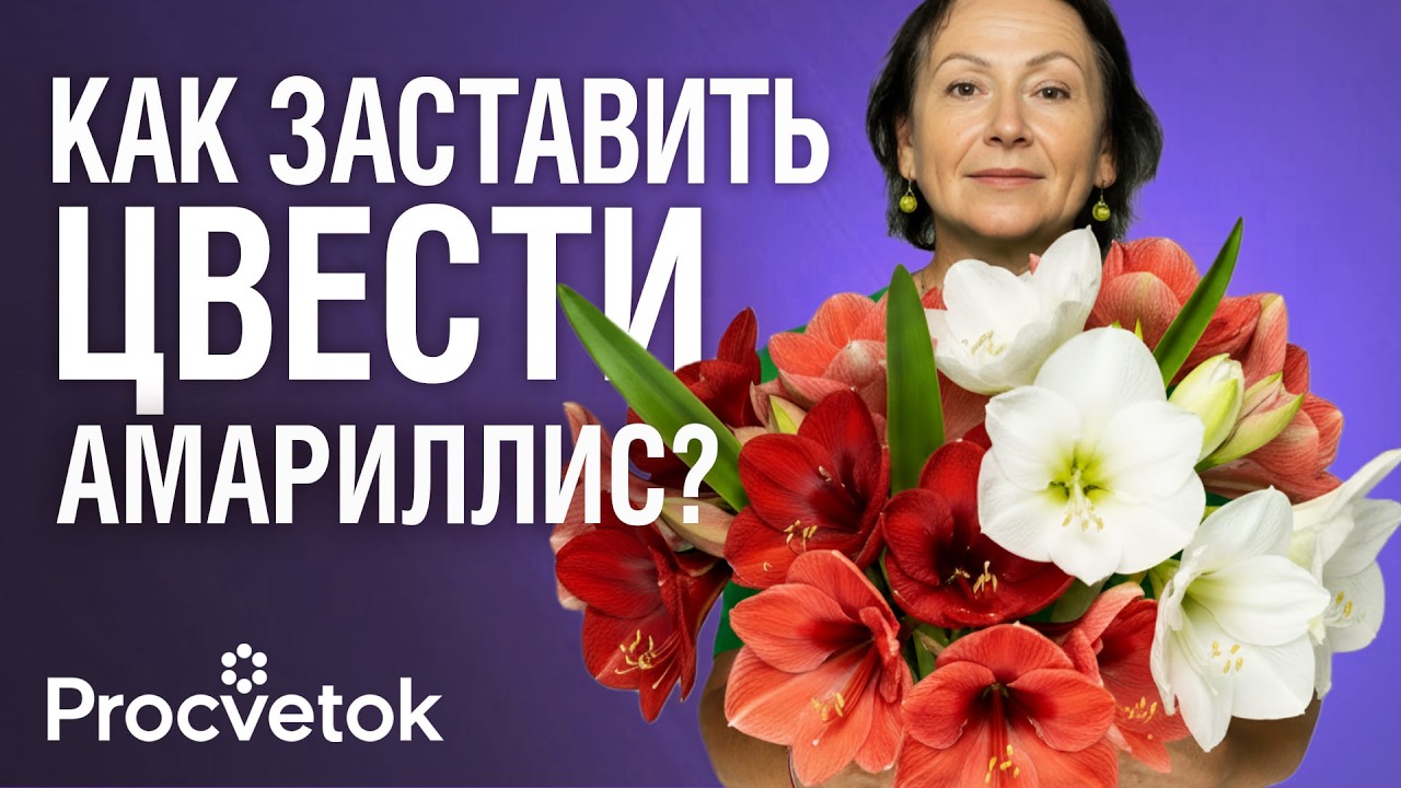 КОВАРНАЯ ОШИБКА, ИЗ-ЗА КОТОРОЙ НЕ ЦВЕТЕТ ГИППЕАСТРУМ! Секреты ухода и пышного цветения