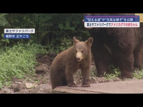 YouTube Video 2年ぶりに生まれたアメリカグマの赤ちゃん一般公開 静岡・裾野市「富士サファリパーク」