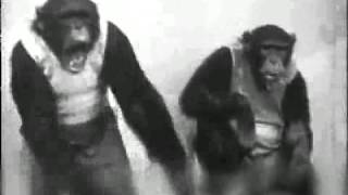 The Flamingo Jones - Meteor Love