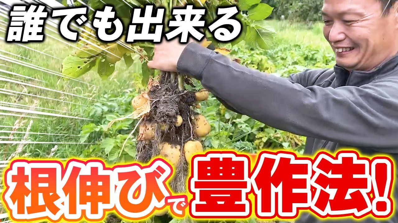 自然栽培で豊作!根伸びを促す土の整え方