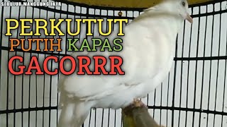 Download lagu Perkutut putih kapas gacor suara MERDU - MERAYU mp3 Download lagu Perkutut putih kapas gacor suara MERDU - MERAYU mp3